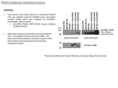 Western Blot: PKN3 Antibody [NBP1-30102]