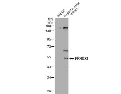 Western Blot: PKNOX1 Antibody [NBP2-19853]