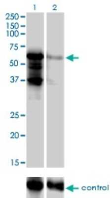 Western Blot: PKNOX2 Antibody (4B6) [H00063876-M01]