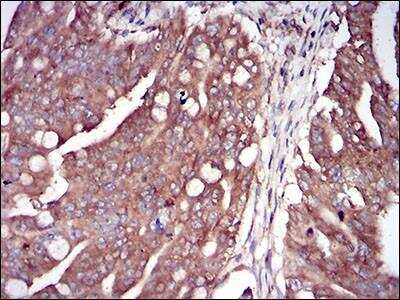 Immunohistochemistry-Paraffin: PKR Antibody (6H3A10) - BSA Free [NBP2-37242]