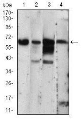 Western Blot: PKR Antibody (6H3A10)BSA Free [NBP2-37242]