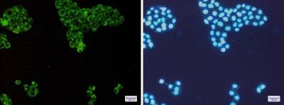 Immunocytochemistry/ Immunofluorescence: PKR Antibody (S08-2C8) [NBP3-19517]