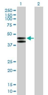 Western Blot: PLA1A Antibody [H00051365-B01P]