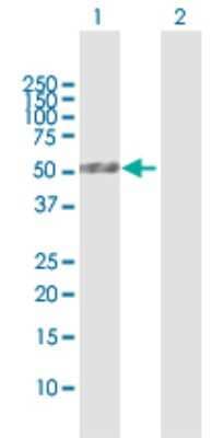 Western Blot: PLA1A Antibody [H00051365-D01P]