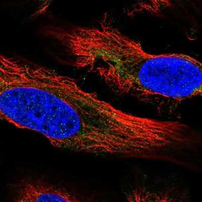 Immunocytochemistry/ Immunofluorescence: PLA2G1B Antibody [NBP2-32569]