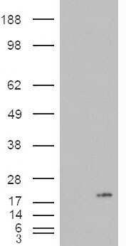 Western Blot: PLA2G1B Antibody [NBP1-06063]