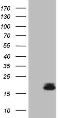 Western Blot: PLA2G2A Antibody (OTI1C2)Azide and BSA Free [NBP2-73455]