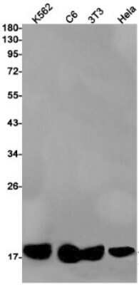 Western Blot: PLA2G2A Antibody (S09-4F9) [NBP3-15077]