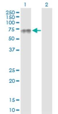 Western Blot: PLA2G3 Antibody [H00050487-D01P]