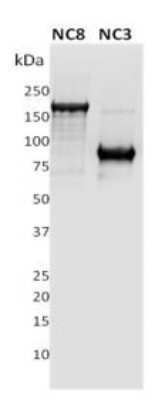 Western Blot: PLA2R1 Antibody (12-6-5)Azide and BSA Free [NBP2-80912]