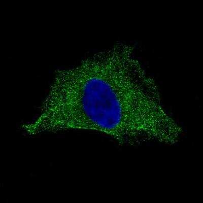 Immunocytochemistry/ Immunofluorescence: PLA2R1 Antibody (CL0474) [NBP2-52933]