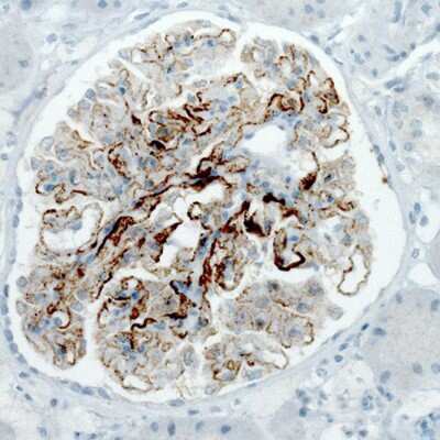 Immunohistochemistry-Paraffin: PLA2R1 Antibody (CL0485) [NBP2-52934]