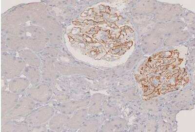 Immunohistochemistry-Paraffin: PLA2R1 Antibody [NBP1-84449]