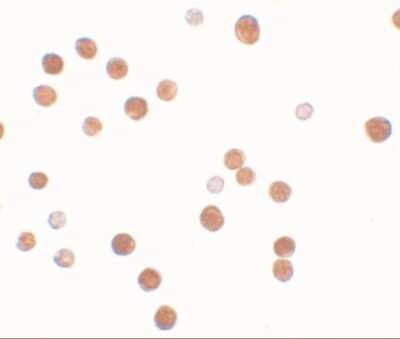 Immunocytochemistry/ Immunofluorescence: PLAC4 Antibody - BSA Free [NBP2-41125]