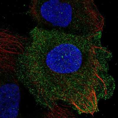 Immunocytochemistry/ Immunofluorescence: PLAC8 Antibody [NBP2-58850]