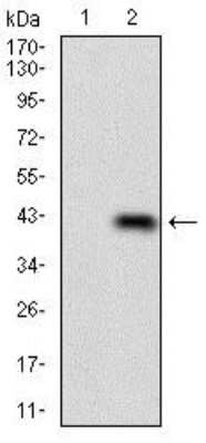 Western Blot: PLAGL1 Antibody (8F9D12)BSA Free [NBP2-37344]