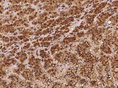 Immunohistochemistry-Paraffin: PLBD2 Antibody [NBP3-06057]