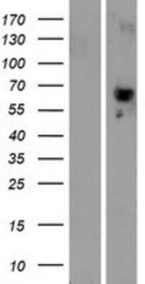 Western Blot: PLBD2 Overexpression Lysate [NBP2-10153]