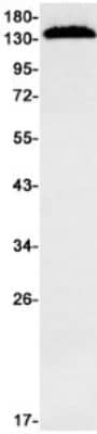 Western Blot: PLC-beta 1 Antibody (S03-6E6) [NBP3-19739]