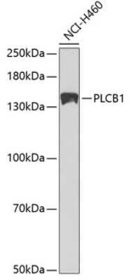 Western Blot: PLC-beta 1 AntibodyBSA Free [NBP2-93680]