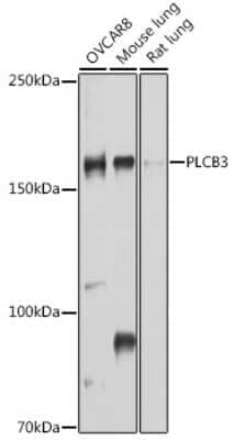 Western Blot: PLC-beta 3 AntibodyAzide and BSA Free [NBP2-93347]