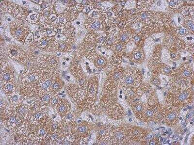 Immunohistochemistry-Paraffin: PLC-delta 3 Antibody [NBP2-19862]