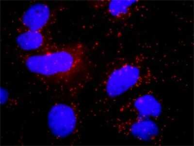Proximity Ligation Assay: PLC-gamma 1 Antibody (2A2) [H00005335-M01]