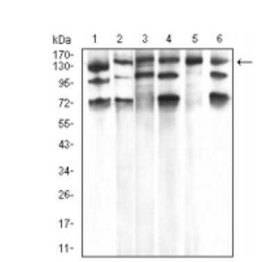 Western Blot: PLC-gamma 1 Antibody (3C2D11)BSA Free [NBP2-52532]