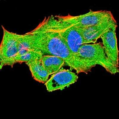 Immunocytochemistry/ Immunofluorescence: PLC-gamma 1 Antibody (3H1C10) - BSA Free [NBP2-52533]