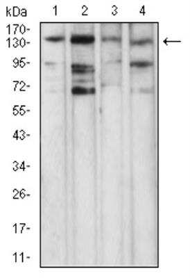 Western Blot: PLC-gamma 1 Antibody (3H1C10)BSA Free [NBP2-52533]