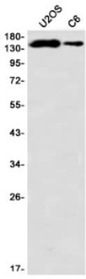 Western Blot: PLC-gamma 1 Antibody (S01-6B4) [NBP3-20073]