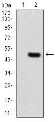 Western Blot: PLC-gamma 2 Antibody (1E10C11)BSA Free [NBP2-52535]