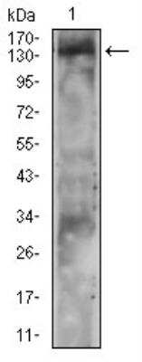 Western Blot: PLC-gamma 2 Antibody (3A8B6)BSA Free [NBP2-52534]