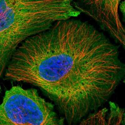 Immunocytochemistry/ Immunofluorescence: PLCD4 Antibody [NBP2-38393]