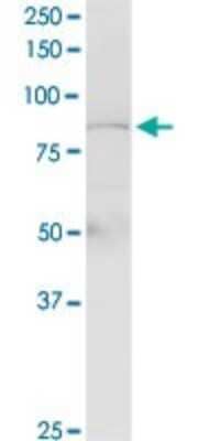 Western Blot: PLCD4 Antibody [H00084812-D01P]