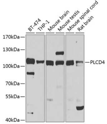 Western Blot: PLCD4 AntibodyBSA Free [NBP2-94312]