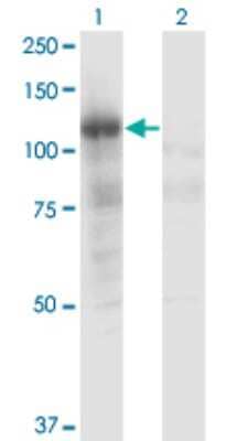 Western Blot: PLCL2 Antibody (1C7) [H00023228-M02]