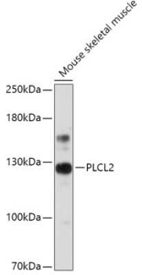 Western Blot: PLCL2 AntibodyAzide and BSA Free [NBP2-94319]