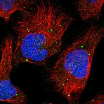 Immunocytochemistry/ Immunofluorescence: PLCL3 Antibody [NBP1-88009]