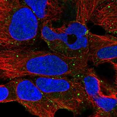 Immunocytochemistry/ Immunofluorescence: PLCL3 Antibody [NBP2-58291]