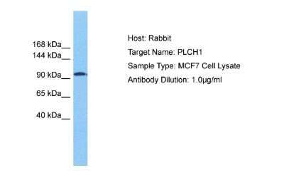 Western Blot: PLCL3 Antibody [NBP2-88062]