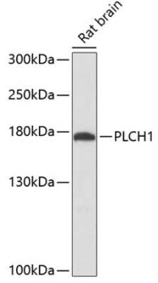 Western Blot: PLCL3 AntibodyAzide and BSA Free [NBP2-94147]