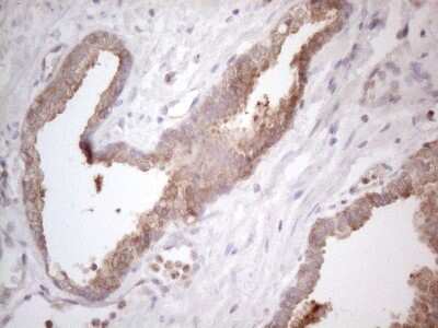 Immunohistochemistry: PLCXD1 Antibody (OTI2D7) [NBP2-46442]