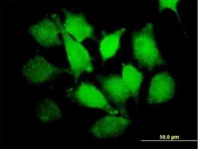 Immunocytochemistry/ Immunofluorescence: PLCXD1 Antibody [H00055344-B01P]