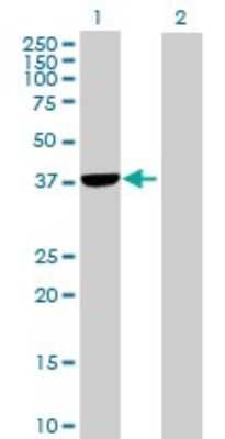 Western Blot: PLCXD1 Antibody [H00055344-B01P]