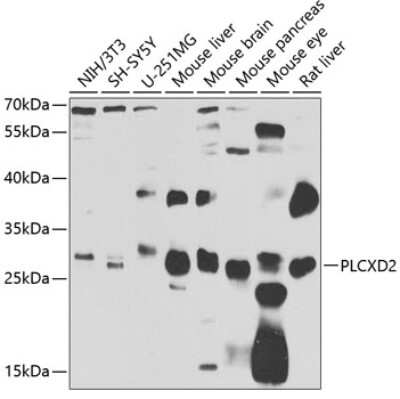 Western Blot: PLCXD2 AntibodyBSA Free [NBP2-93388]