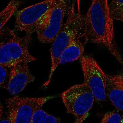 Immunocytochemistry/ Immunofluorescence: PLCXD3 Antibody [NBP2-13769]