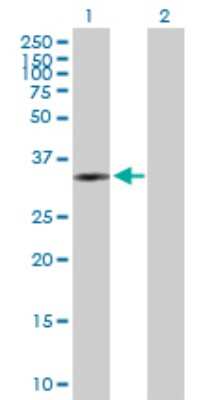 Western Blot: PLCXD3 Antibody [H00345557-B01P]