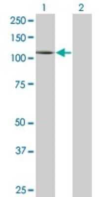 Western Blot: PLD1 Antibody (2F3) [H00005337-M01]