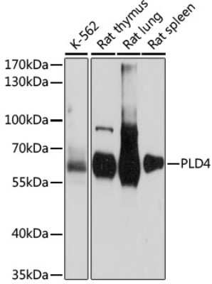 Western Blot: PLD4/Phospholipase D4 AntibodyAzide and BSA Free [NBP2-94590]